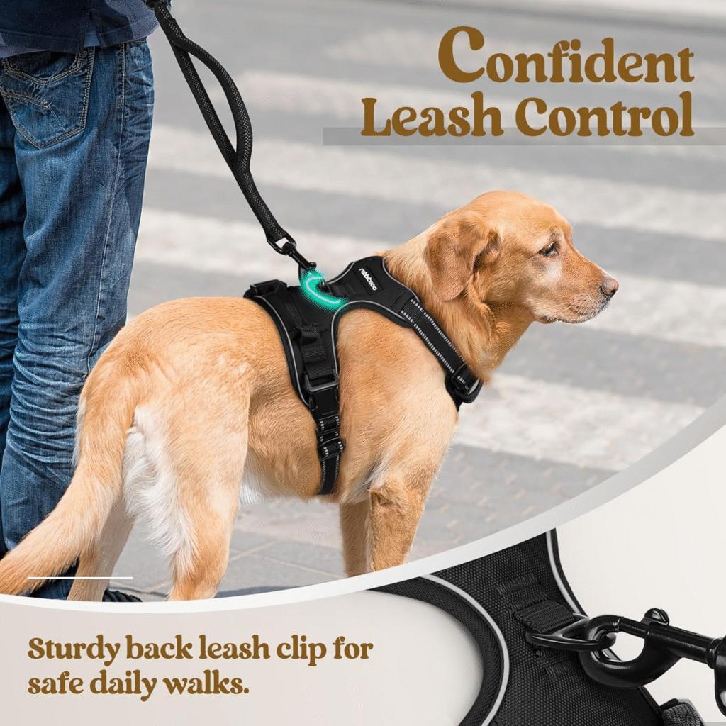 Golden Retriever wearing Rabbitgoo No-Pull Dog Harness for safe walking and training.