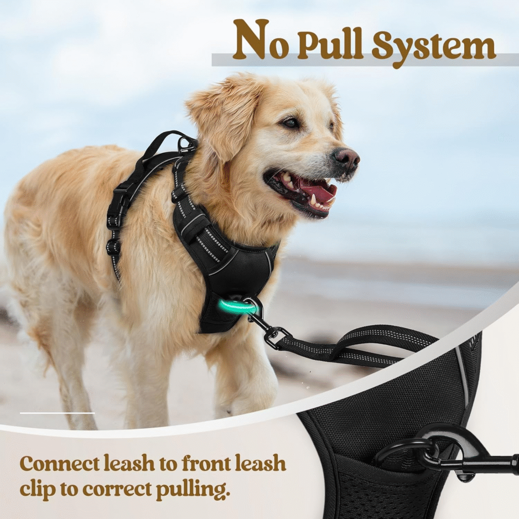 Golden Retriever wearing Rabbitgoo No-Pull Dog Harness during walk – front clip leash system for better control